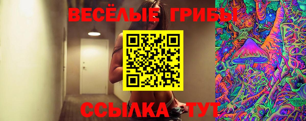 Псилоцибиновые грибы Psilocybe Ачинск